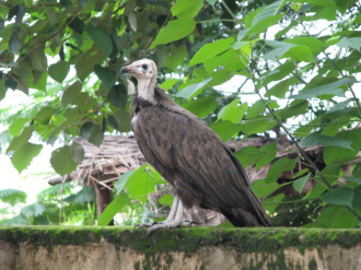 02 Le Vautour